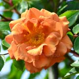 バラ つるテディベア｜花の手帖の薔薇図鑑