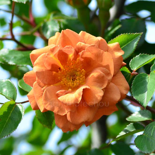 バラ つる テディ ベア｜花の手帖の薔薇図鑑