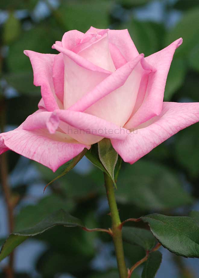 バラ 手児奈|花の手帖の薔薇図鑑