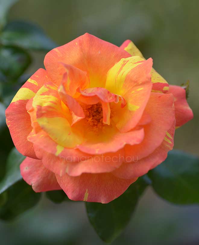 バラ テナシャス｜花の手帖の薔薇図鑑