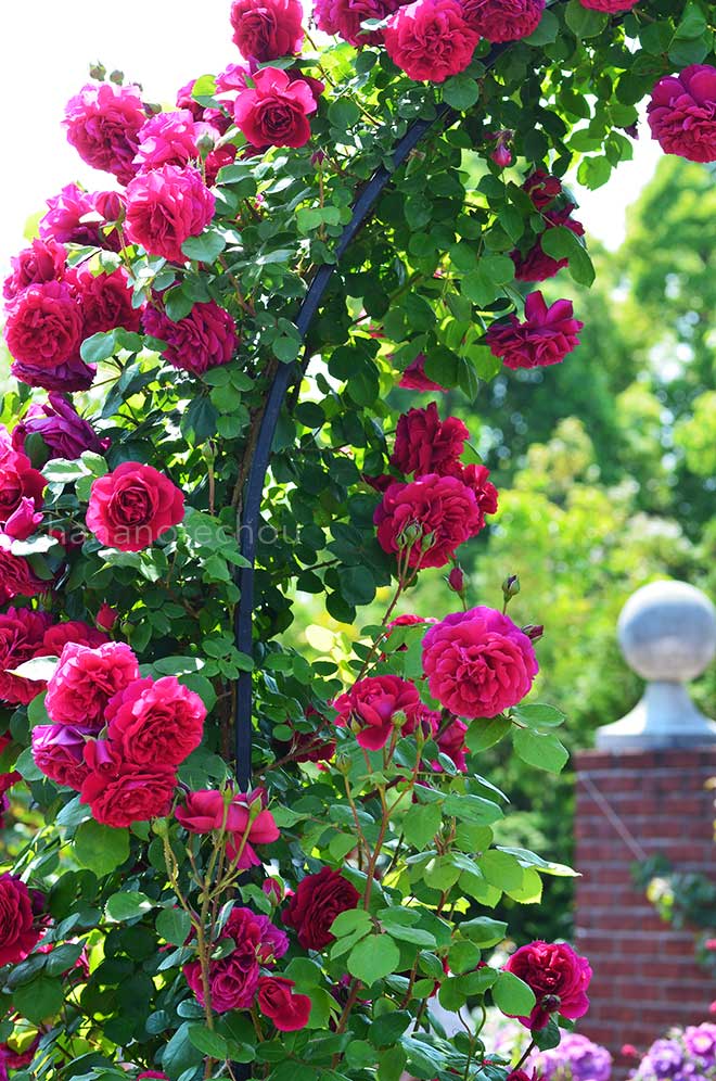 バラ テス オブ ザ ダーバーヴィルズ｜花の手帖の薔薇図鑑