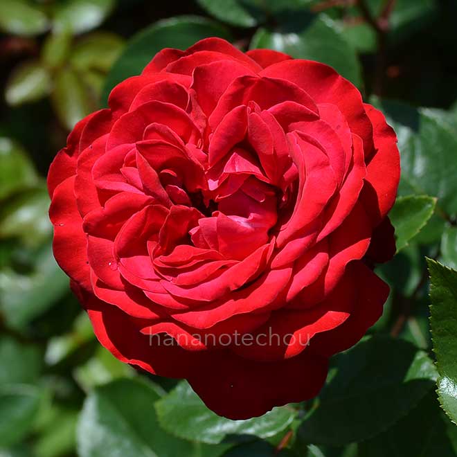 バラ ティアーモ｜花の手帖の薔薇図鑑