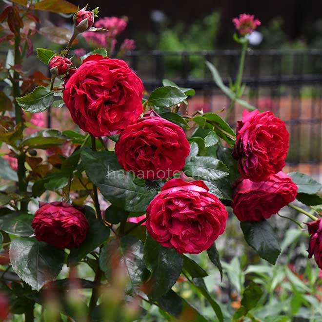 バラ ティアーモ｜花の手帖の薔薇図鑑