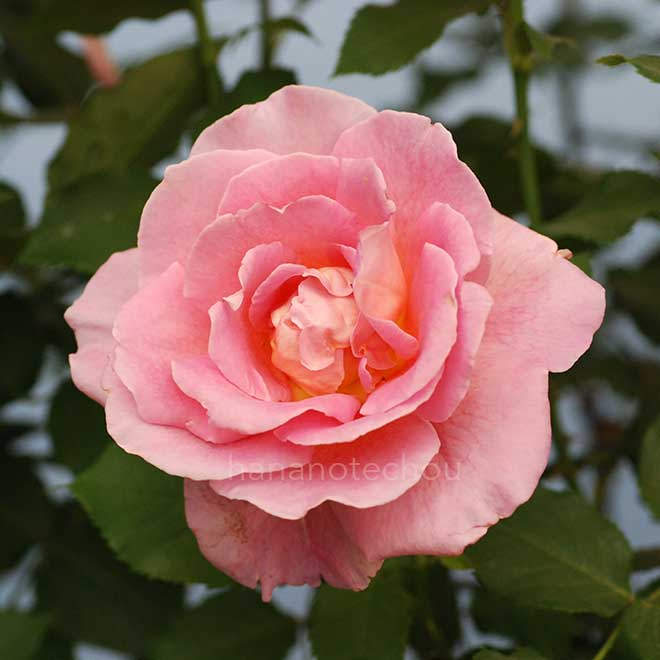 バラ ティファニー|花の手帖の薔薇図鑑