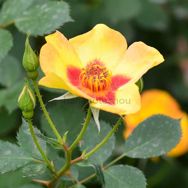 バラ タイガー アイズ|花の手帖の薔薇図鑑