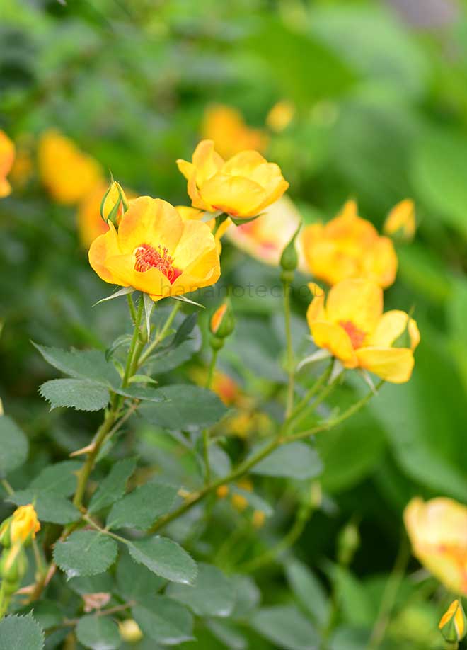 バラ タイガー アイズ|花の手帖の薔薇図鑑
