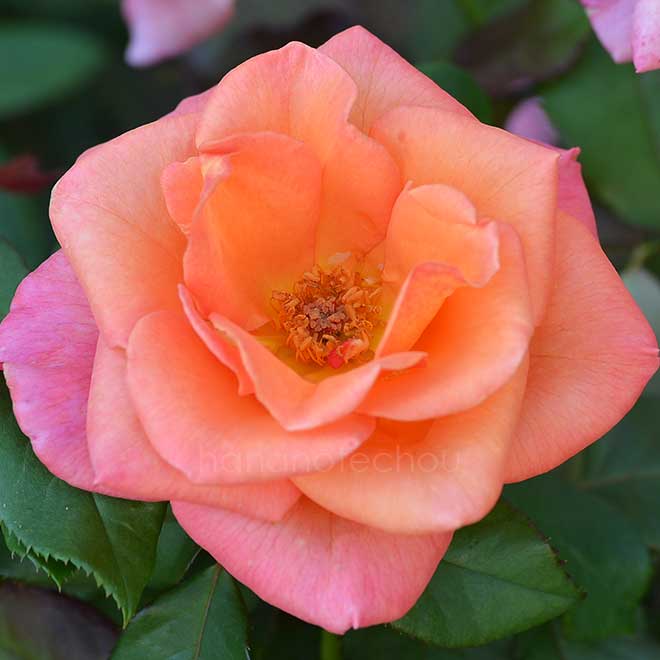 バラ ティナ ターナー｜花の手帖の薔薇図鑑