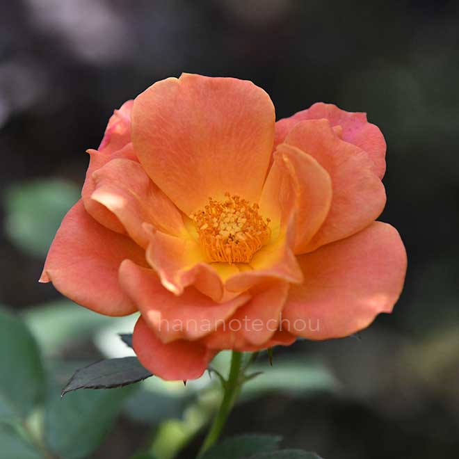 バラ トム ブラウン｜花の手帖の薔薇図鑑