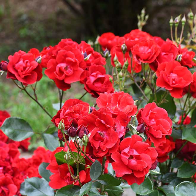 バラ トルナード｜花の手帖の薔薇図鑑