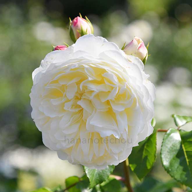 バラ トランクウィリティー|花の手帖の薔薇図鑑