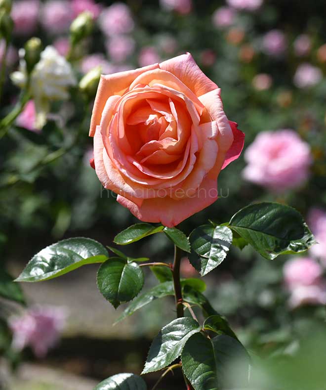 バラ トロイカ｜花の手帖の薔薇図鑑