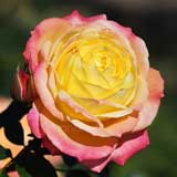 バラ トロピカルシャーベット|花の手帖の薔薇図鑑