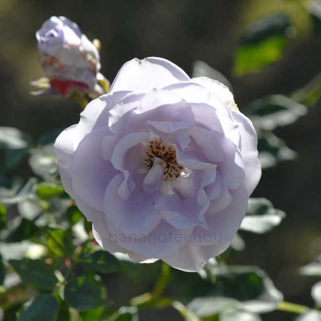 バラ ターンブルー｜花の手帖の薔薇図鑑