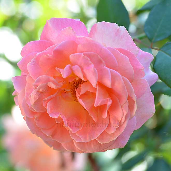 バラ タイフーン|花の手帖の薔薇図鑑