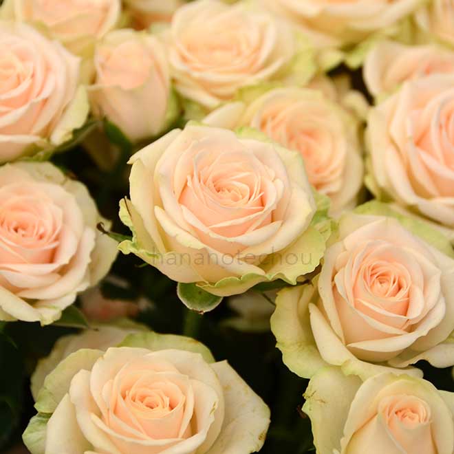 バラ ヤーナ｜花の手帖の薔薇図鑑