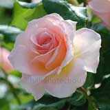 バラ ヨハン シュトラウス|花の手帖の薔薇図鑑