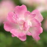 バラ 八女津姫|花の手帖の薔薇図鑑