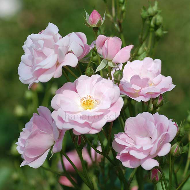 バラ よろこび｜花の手帖の薔薇図鑑