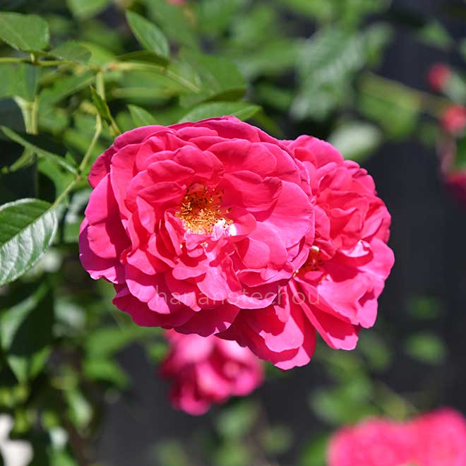 バラ ユイットカンパーニュ｜花の手帖の薔薇図鑑