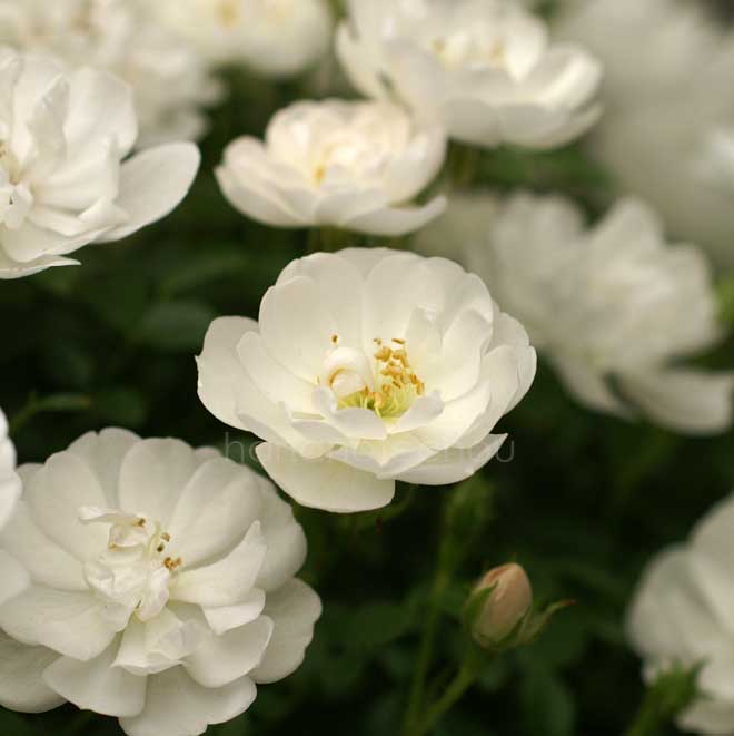 バラ 雪姫|花の手帖の薔薇図鑑