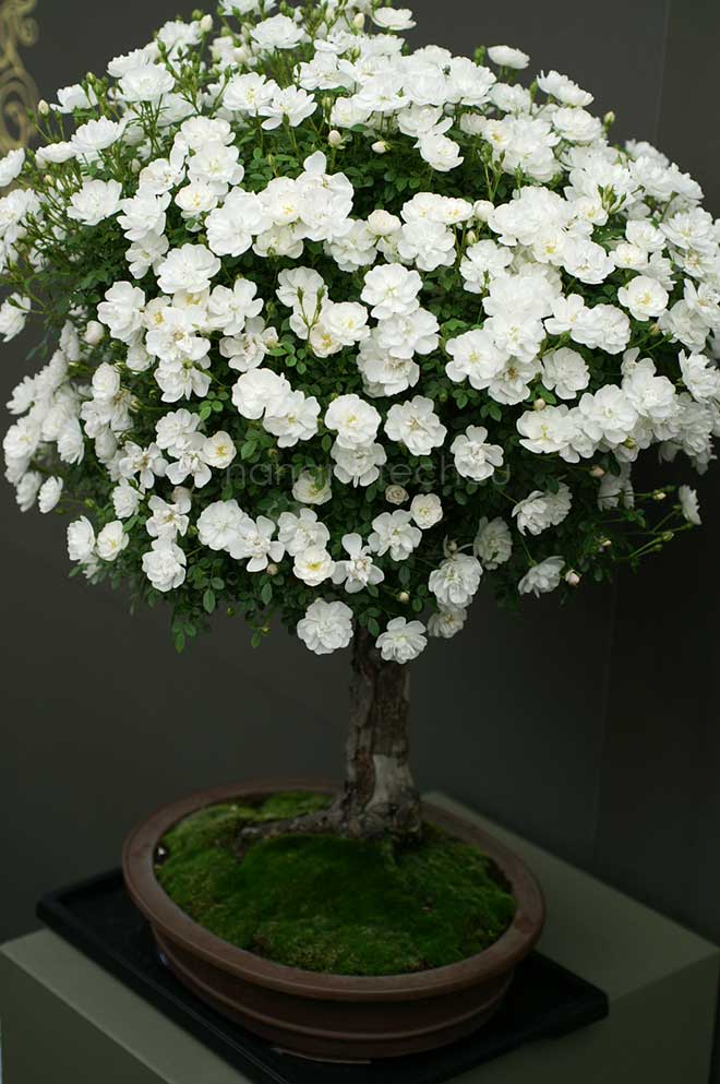 バラ 雪姫|花の手帖の薔薇図鑑