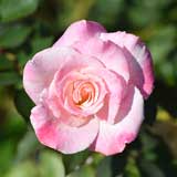 バラ 夕霧｜花の手帖の薔薇図鑑