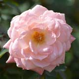 バラ 優花｜花の手帖の薔薇図鑑