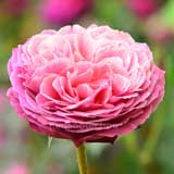 バラ ゆうぜん|花の手帖の薔薇図鑑