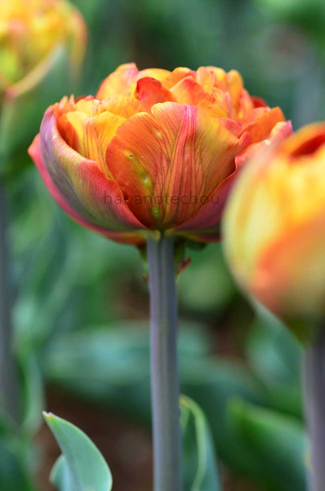 チューリップ ブラウニー｜花の手帖のチューリップ図鑑