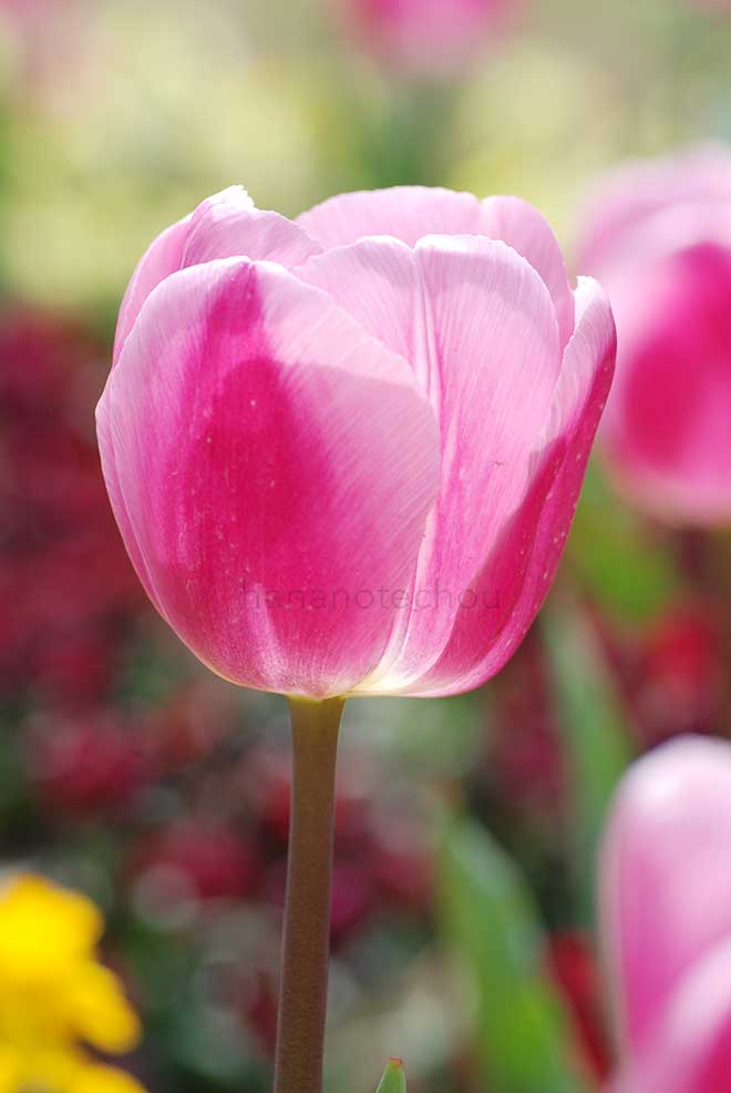 チューリップ アフケ|花の手帖のチューリップ図鑑