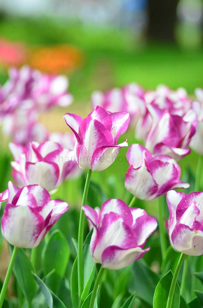 チューリップ アフェア｜花の手帖のチューリップ図鑑