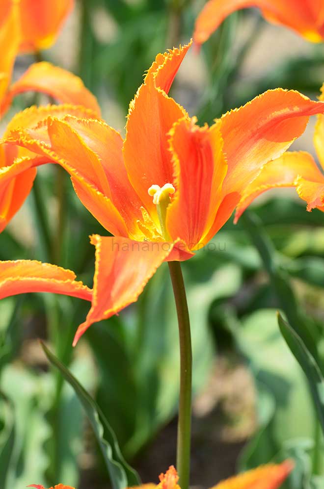 チューリップ アレキサンドラ｜花の手帖のチューリップ図鑑