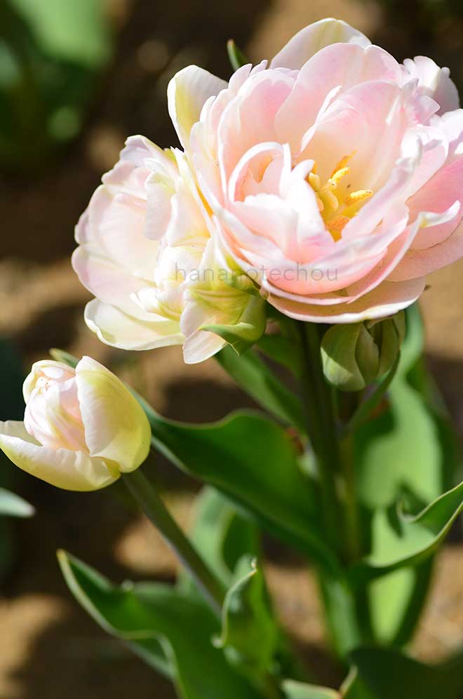 チューリップ アンジェリケセレクト｜花の手帖のチューリップ図鑑