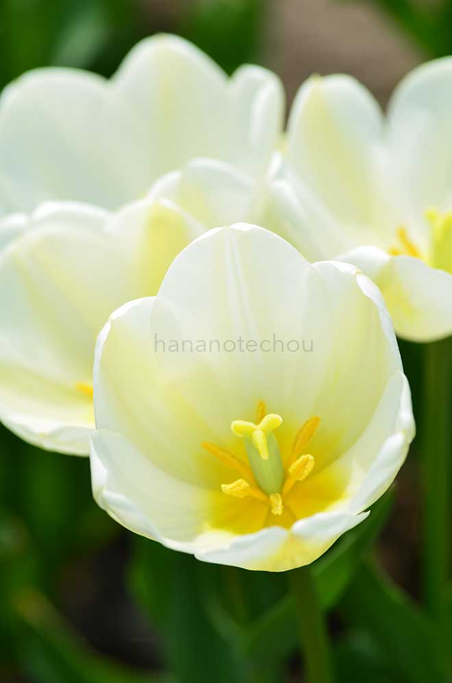 チューリップ エンジェルズ ウィッシュ|花の手帖のチューリップ図鑑