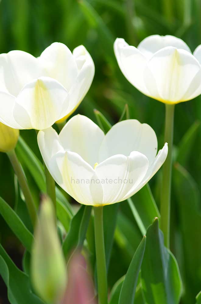 チューリップ エンジェルズ ウィッシュ|花の手帖のチューリップ図鑑