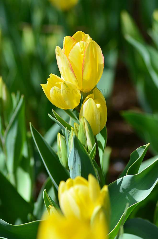 チューリップ ｜花の手帖のチューリップ図鑑