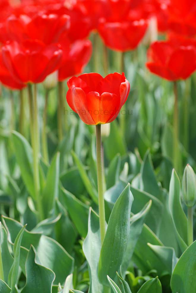 チューリップ アペルドーン｜花の手帖のチューリップ図鑑