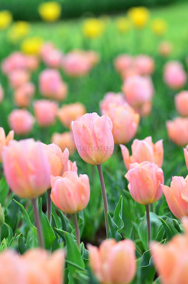 チューリップ アプリコット ビューティ|花の手帖のチューリップ図鑑