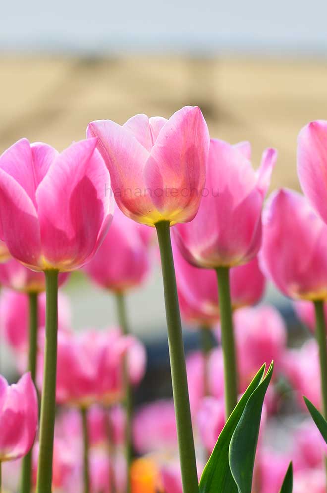 チューリップ ありさ|花の手帖のチューリップ図鑑