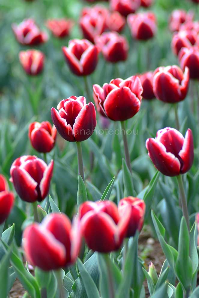 チューリップ アルマーニ|花の手帖のチューリップ図鑑