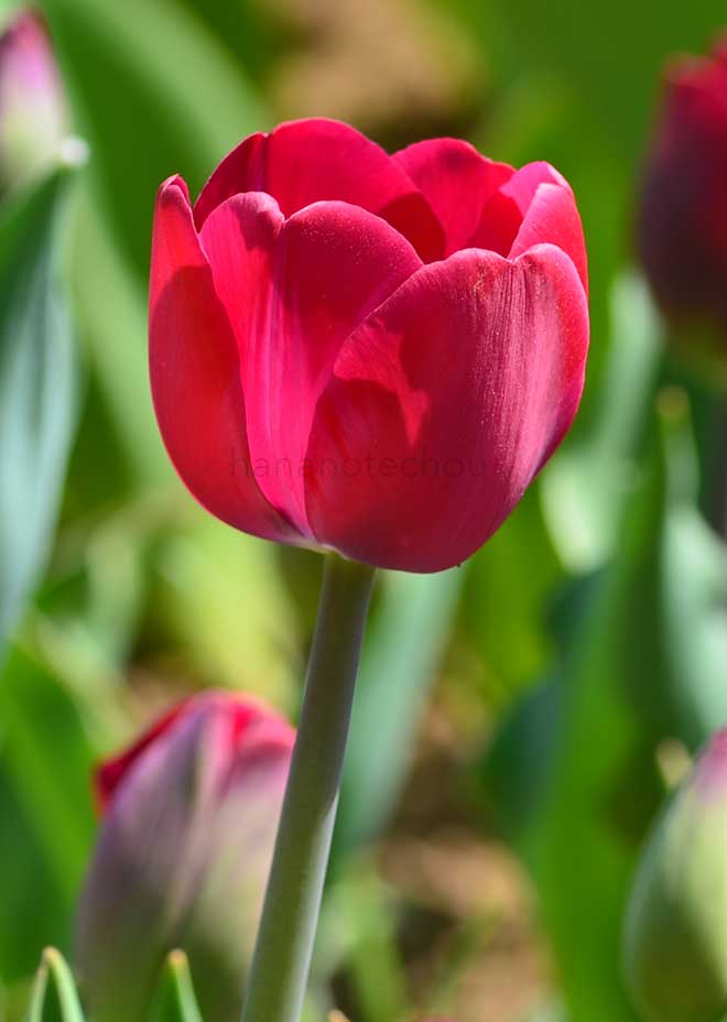 チューリップ アッティラ グラフィティ｜花の手帖のチューリップ図鑑