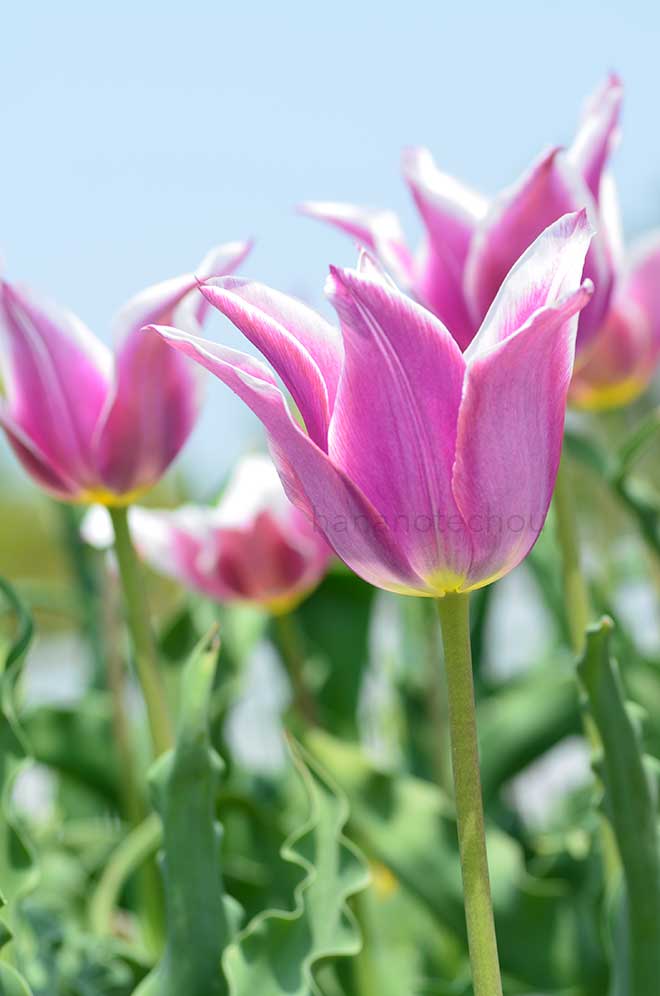 チューリップ バラード|花の手帖のチューリップ図鑑