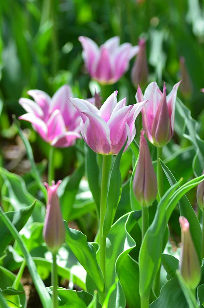 チューリップ バラード|花の手帖のチューリップ図鑑