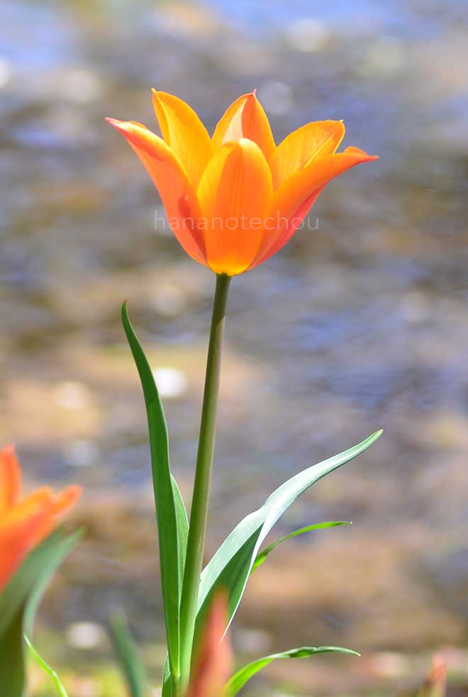 チューリップ バレリーナ｜花の手帖のチューリップ図鑑