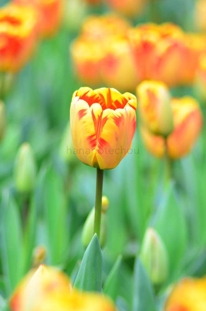 チューリップ バニャルカ｜花の手帖のチューリップ図鑑