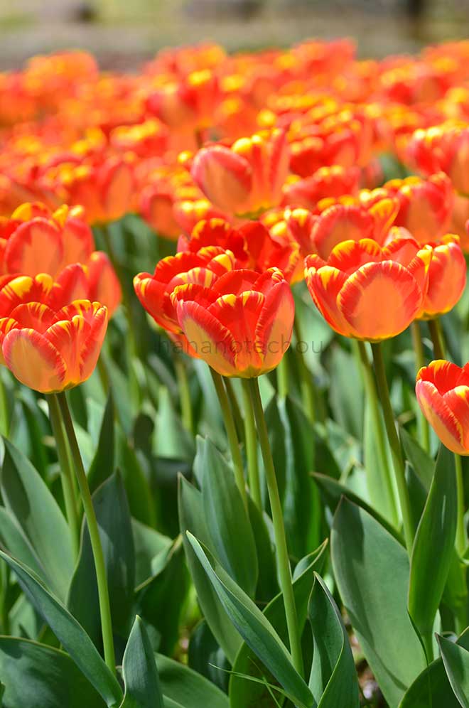 チューリップ バニャルカ｜花の手帖のチューリップ図鑑