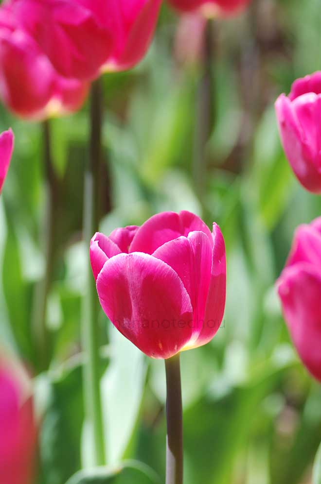 チューリップ バルセロナ｜花の手帖のチューリップ図鑑