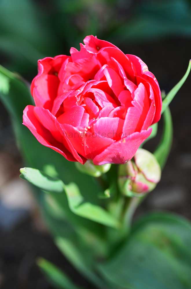 チューリップ ベアリングポイント|花の手帖のチューリップ図鑑