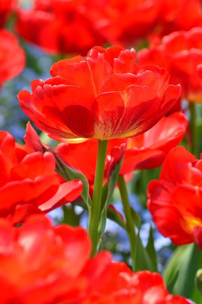 チューリップ 紅獅子｜花の手帖のチューリップ図鑑