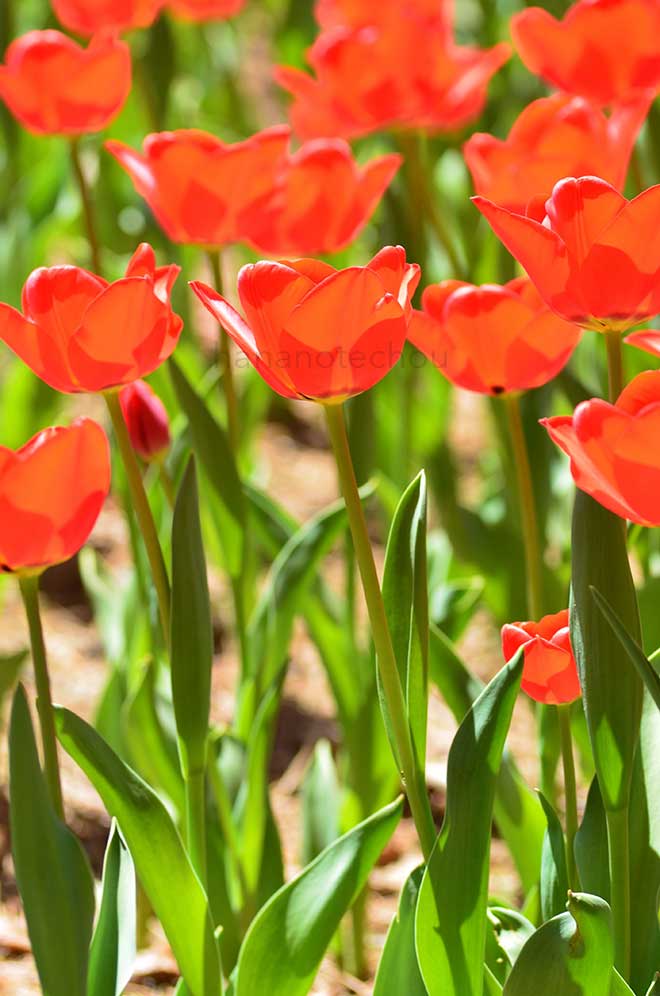 チューリップ ベン バン ザンテン｜花の手帖のチューリップ図鑑